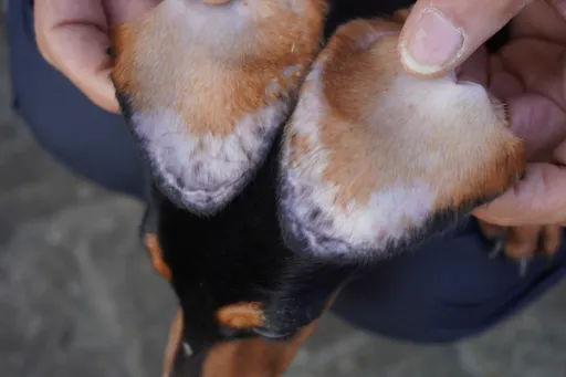ダックスフンドの子犬販売