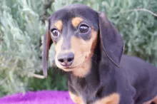 ミニチュア・ダックスフンド / スムースコート