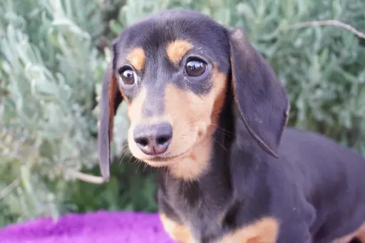 格安犬と里親募集犬の子犬販売