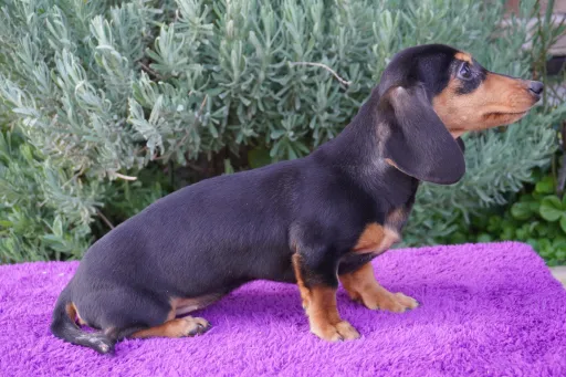 ダックスフンドの子犬販売