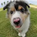 シェルティー
She034-5