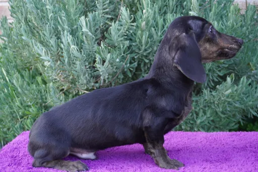 格安犬と里親募集犬の子犬販売