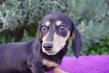 ミニチュア・ダックスフンド / スムースコート