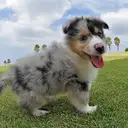 シェルティー
She034-4