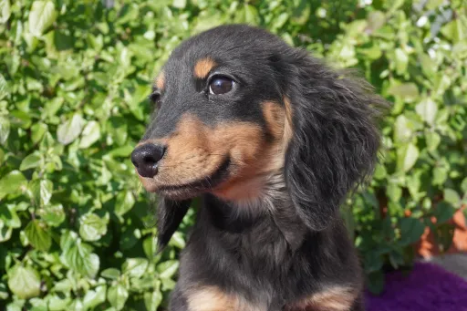 ダックスフンドの子犬販売
