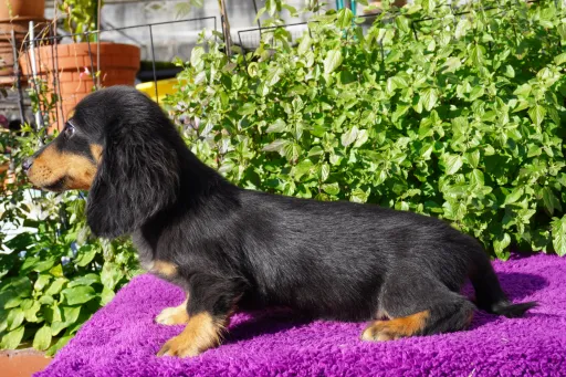 ダックスフンドの子犬販売