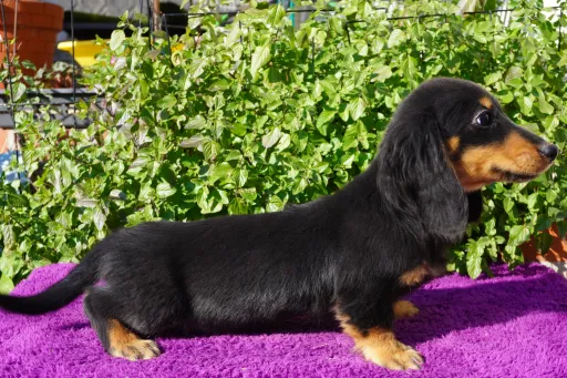 ダックスフンドの子犬販売