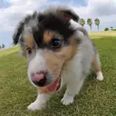 シェルティー
She034-3