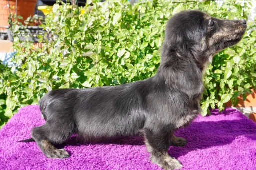 ダックスフンドの子犬販売