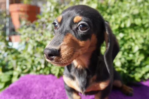 ダックスフンドの子犬販売