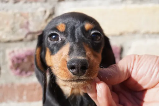 ダックスフンドの子犬販売