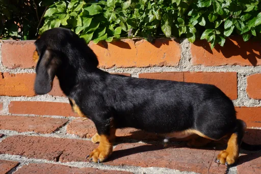 ダックスフンドの子犬販売