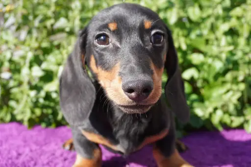 ダックスフンドの子犬販売