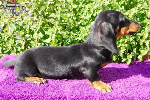 ダックスフンドの子犬販売