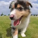 シェルティー
She034-2