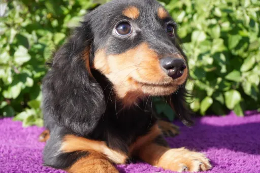 ダックスフンドの子犬販売