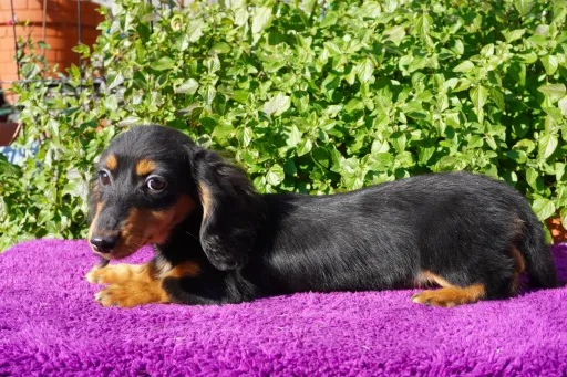 ダックスフンドの子犬販売