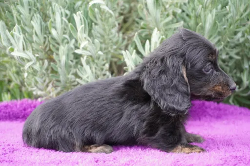 ダックスフンドの子犬販売