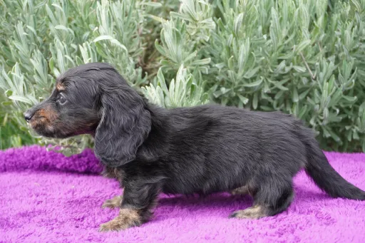 ダックスフンドの子犬販売