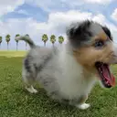 シェルテイー
She034-6