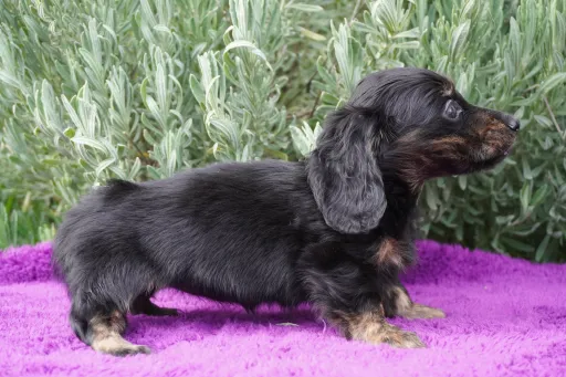 ダックスフンドの子犬販売