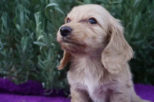 ダックスフンドの子犬販売