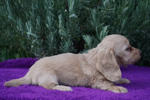 ダックスフンドの子犬販売