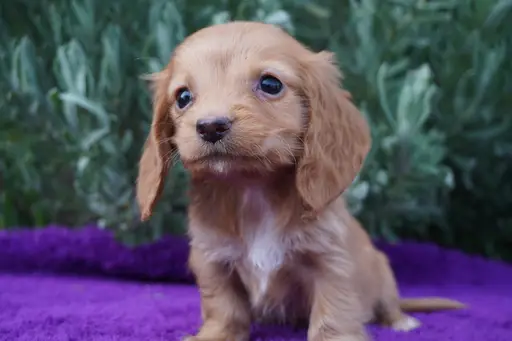 ダックスフンドの子犬販売