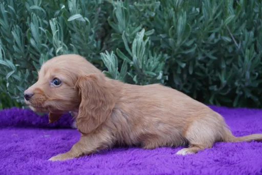ダックスフンドの子犬販売
