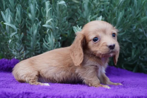 ダックスフンドの子犬販売
