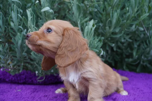 ダックスフンドの子犬販売
