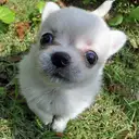 チワワ
Chihuahua220-8