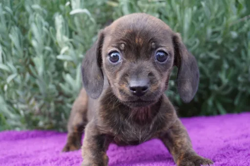 【未使用新品】ネムリエール 仔犬 ミニチュア・ダックスフンド ミニチュアダックスフンドのブリーダー・子犬販売なら「プラム