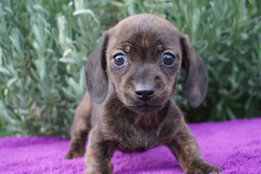 ダックスフンドの子犬販売