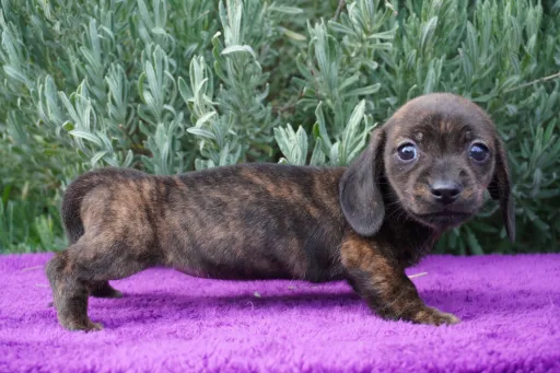 ダックスフンドの子犬販売