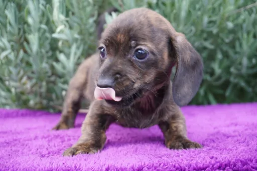 ダックスフンドの子犬販売