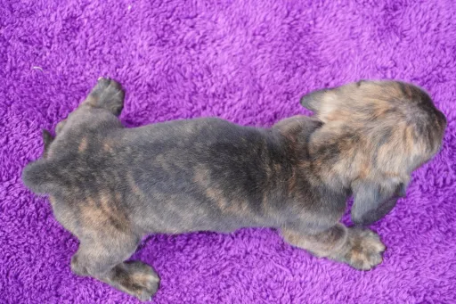 ダックスフンドの子犬販売