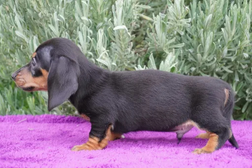ダックスフンドの子犬販売