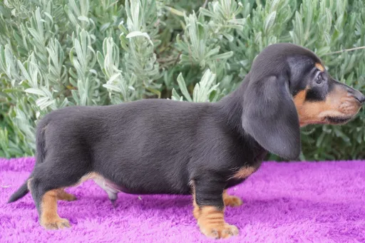 ダックスフンドの子犬販売