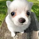 チワワ
Chihuahua220-6