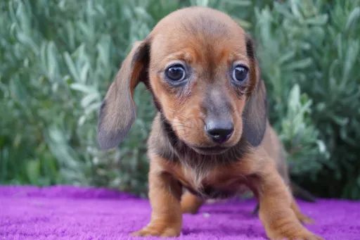 ダックスフンドの子犬販売