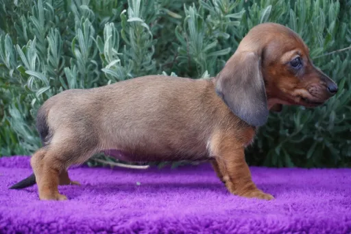 ダックスフンドの子犬販売