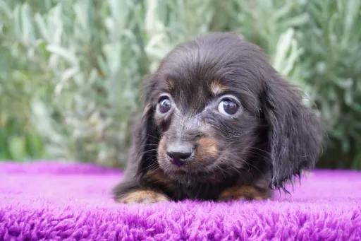 ダックスフンドの子犬販売