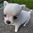 チワワ
Chihuahua220-5