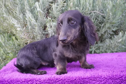 ダックスフンドの子犬販売
