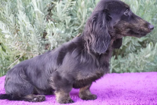 ダックスフンドの子犬販売