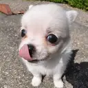 チワワ
Chihuahua220-2