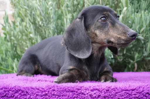 ダックスフンドの子犬販売