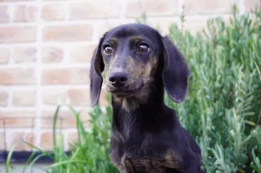 ダックスフンドの子犬販売