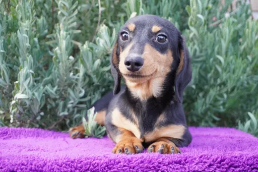 ダックスフンドの子犬販売